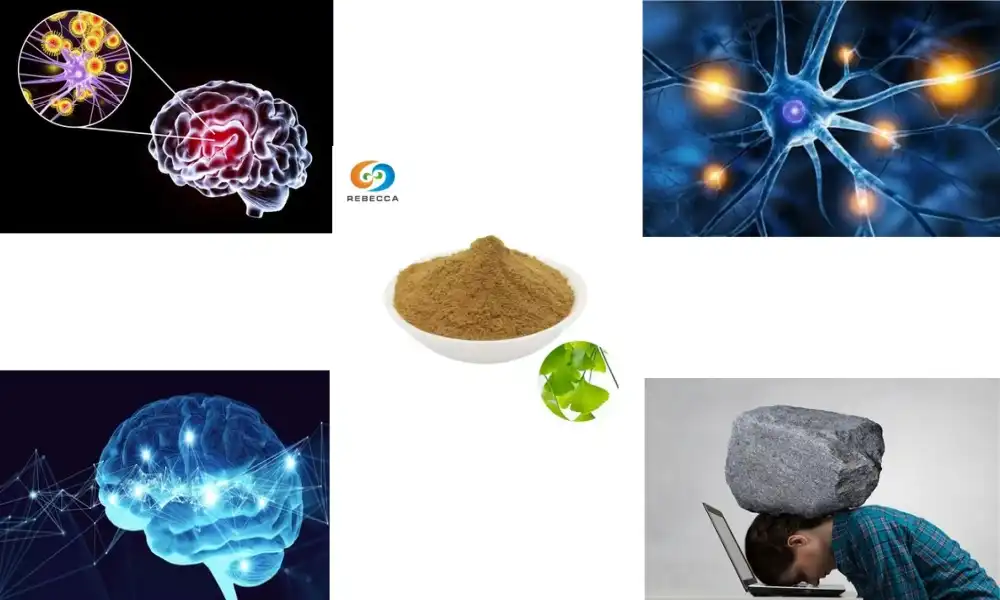 The Role of Ginkgo Leaf Powder in Enhancing Memory and Focus